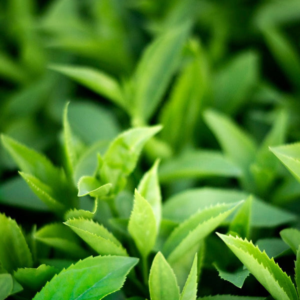 Green Tea