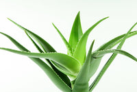 Aloe Vera (Aloe Barbadense Leaf Extract)
