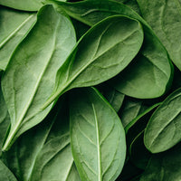 Spinach Extract
