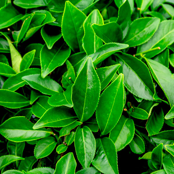 Green Tea Leaf Extract (Camellia Sinensis)