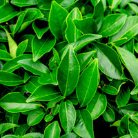Alfalfa Extract (Medicago Sativa)