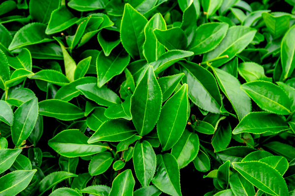 Alfalfa Extract (Medicago Sativa)