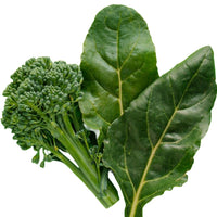 Broccoli Leaf Extract