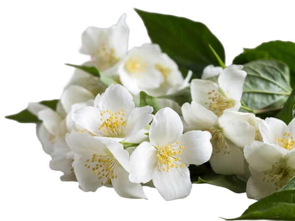 Jasmine Flower Extract