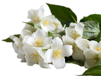 Jasmine Flower Extract