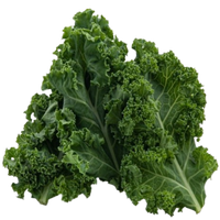 Kale Extract