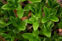 Green Tea Leaf Extract (Camellia Sinensis)