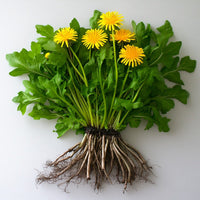 Dandelion Root Extract (Taraxacum Officinale)